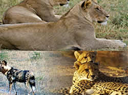 South Africa Tours, Tours Kruger Park, Day tours Mpumalanga, Day tours Swaziland