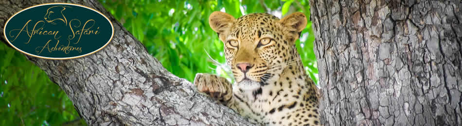 African safari Adventures - Mpumalanga Tours, Tours to Kruger Park, Tours to Mozambique, Tours to Zambia