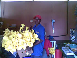 Yellow Arum Lilly Nursery for Sale in Mpumalanga