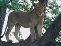 Safaris - Mpumalanga - Malelane Accommodation - Game Lodge in Malelane - Grand Kruger Lodge - lions