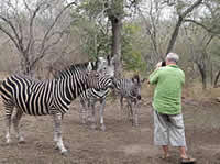 Safaris - Mpumalanga - Malelane Accommodation - Game Lodge in Malelane - Grand Kruger Lodge - zebras