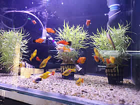 Fish tanks Mpumalanga