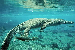 Crocodile Viewing in Mpumalanga