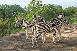 Game Viewing at Rock view Lodge