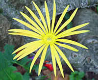 Barberton daisy gerbera Jamesonii courtesy of www.southafricablog.co.za